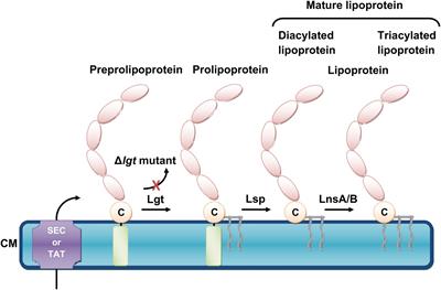 Staphylococcus aureus lipoproteins in infectious diseases